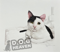 Thumbnail for Dog Heaven™ Pet Portraits