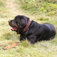 Thumbnail for Dog Heaven™ Genuine Leather Collar