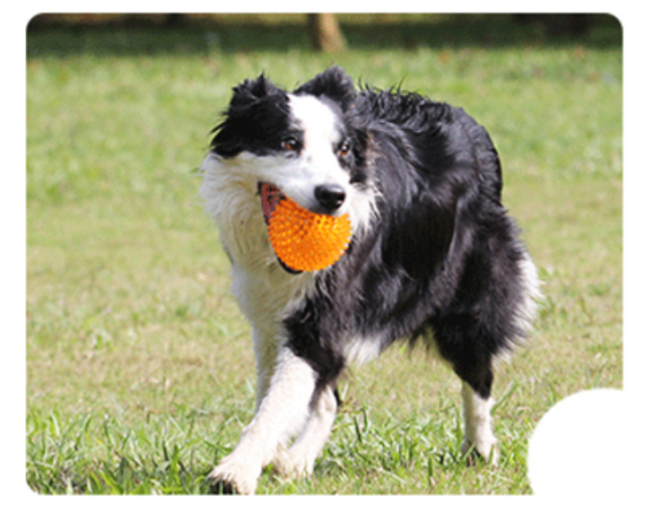 Dog Heaven™ Spiky Squeaker Ball