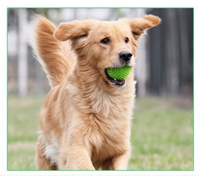 Dog Heaven™ Spiky Squeaker Ball