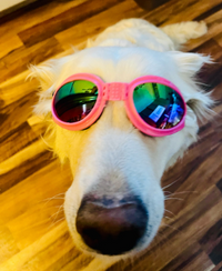 Thumbnail for Dog Heaven™ 100% UV Protection Goggles