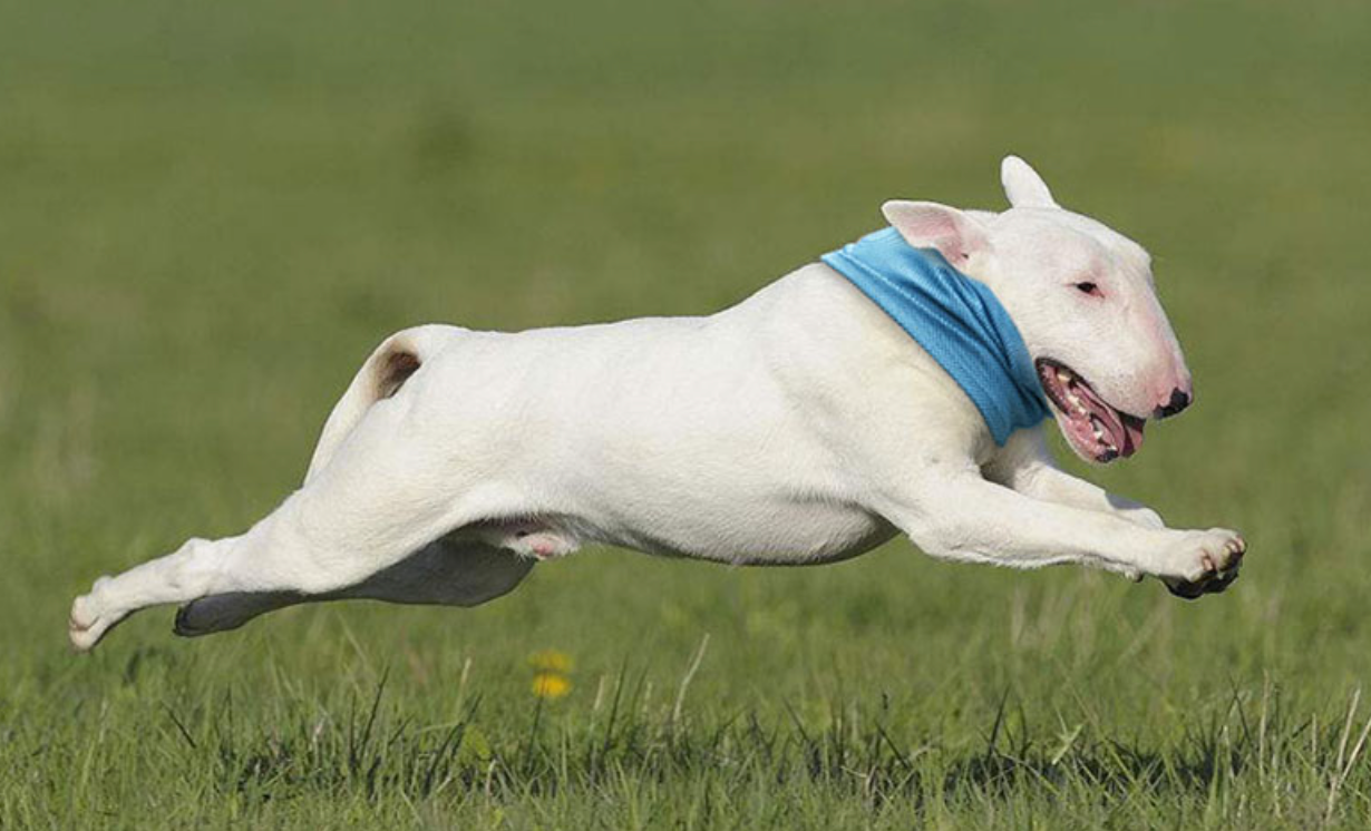 Dog Heaven™ Cooling Neck Wrap