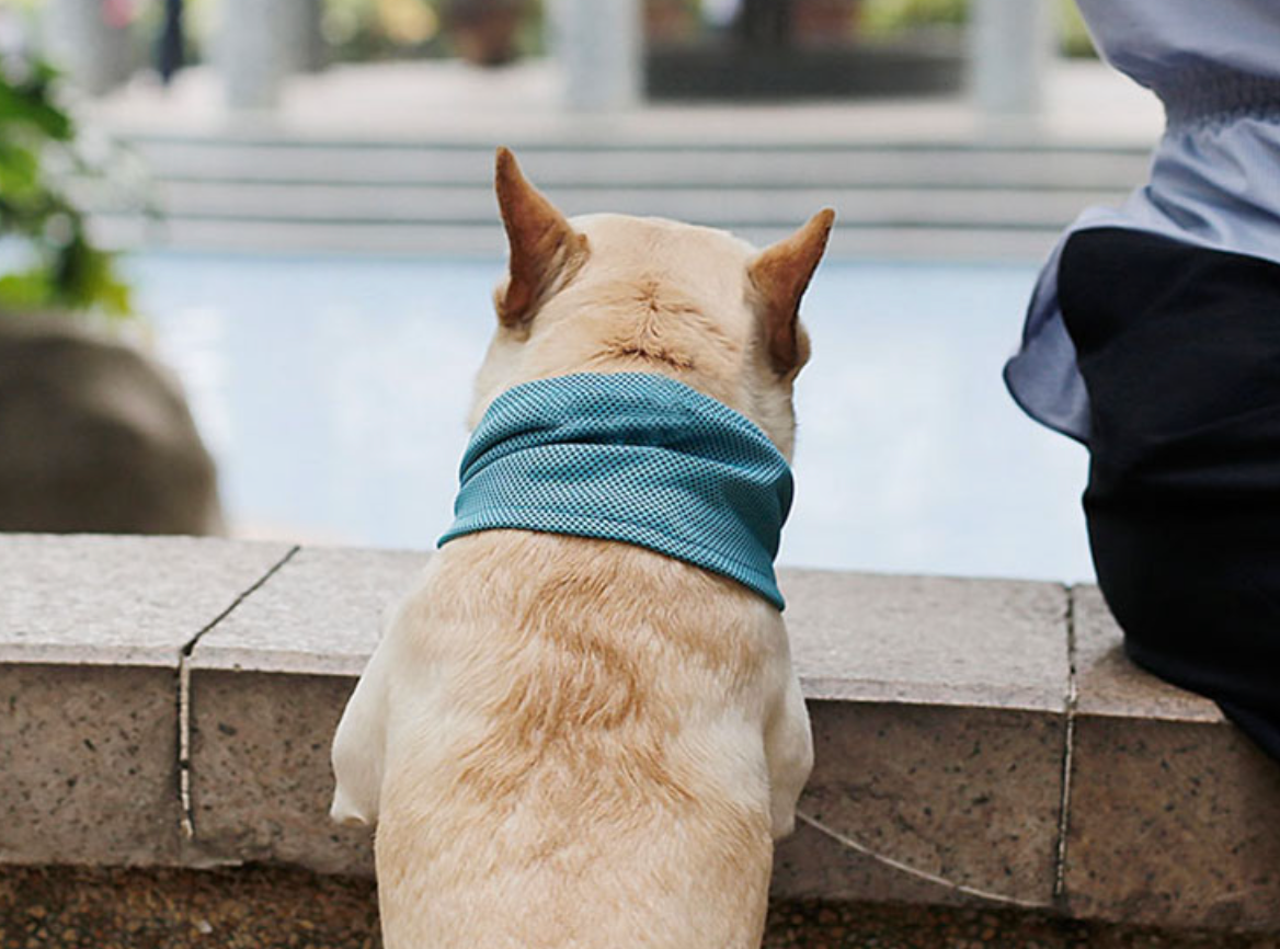 Dog Heaven™ Cooling Neck Wrap