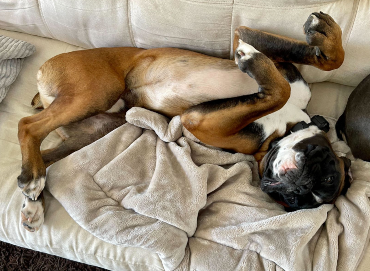 Dog Heaven™ Luxe Cloud Blanket