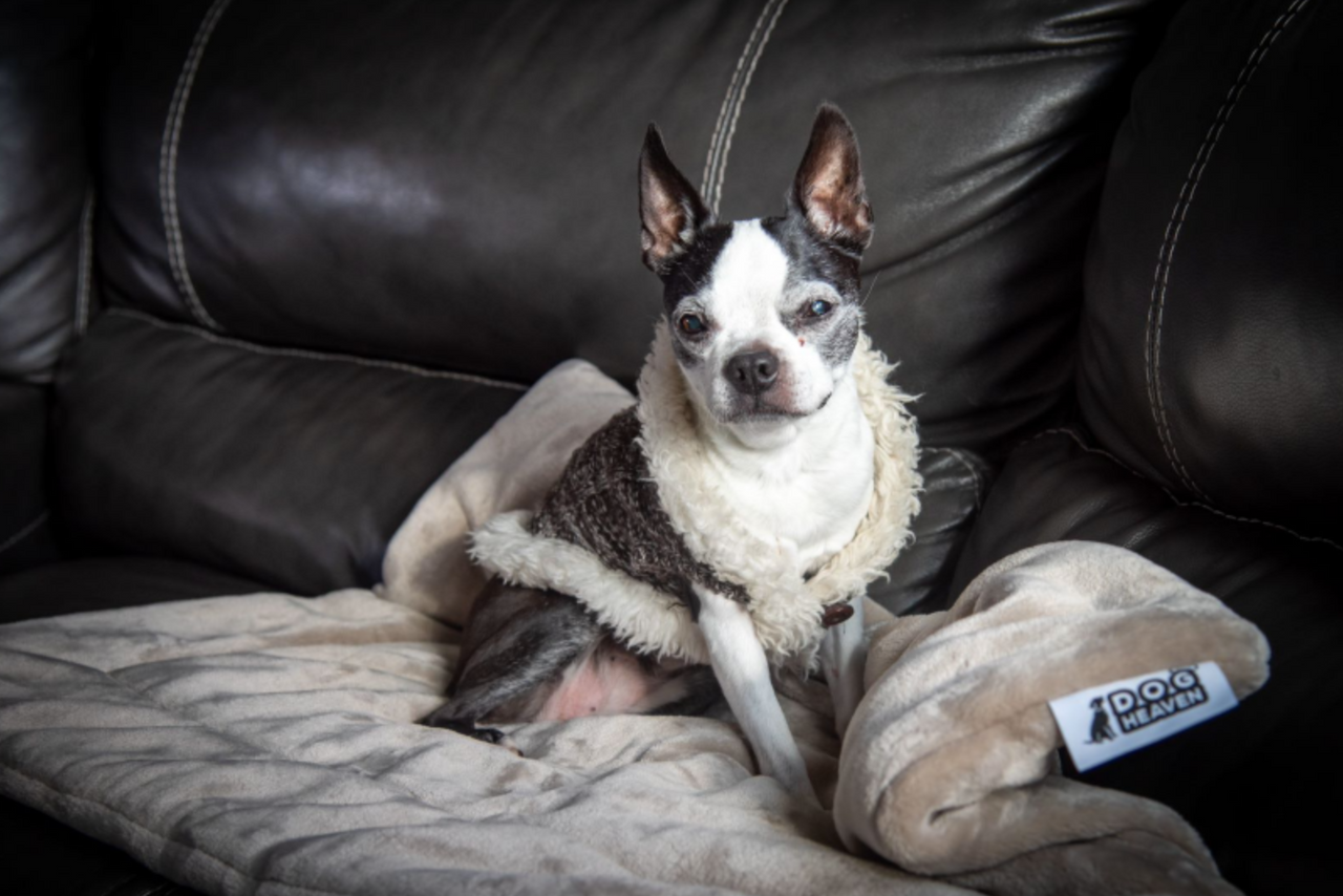 Dog Heaven™ Luxe Cloud Blanket